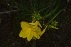 Allamanda angustifolia