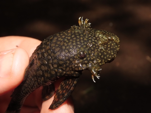 Pirareta-borstelmeerval (Ancistrus pirareta) — Loricariidae — 2