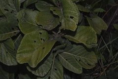 Tocoyena formosa