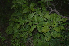 Tocoyena formosa