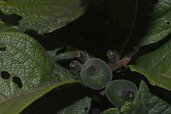 Tocoyena formosa