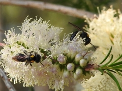Leioproctus irroratus
