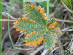 Phragmidium potentillae