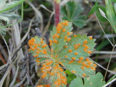 Phragmidium potentillae