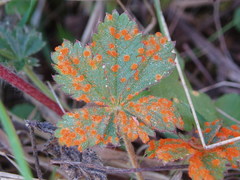 Phragmidium potentillae