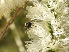 Leioproctus irroratus