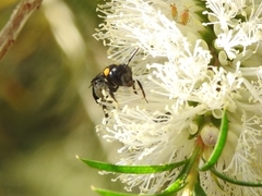Leioproctus irroratus