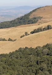 Aristida junciformis