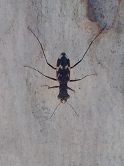 Distipsidera