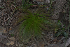 Bulbostylis paradoxa