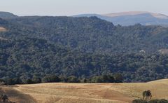 Aristida junciformis