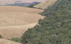 Aristida junciformis