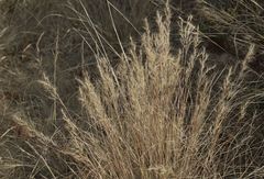 Aristida junciformis