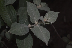 Sabicea brasiliensis