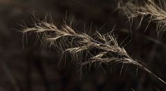 Aristida junciformis