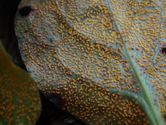 Rossmanomyces pyrolae