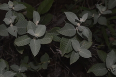 Sabicea brasiliensis