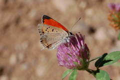 Lycaena thetis