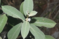 Sabicea brasiliensis