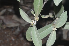 Sabicea brasiliensis