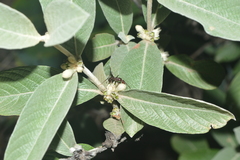 Sabicea brasiliensis