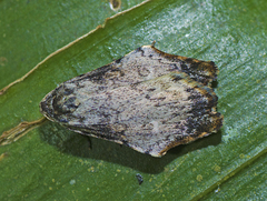 Macaduma