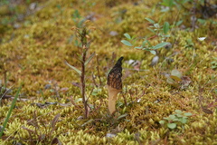 Pedicularis hirsuta
