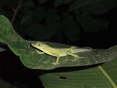 Anolis richardii