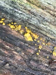 Dacrymyces lacrymalis