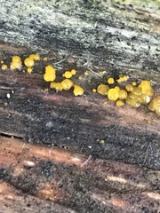 Dacrymyces lacrymalis
