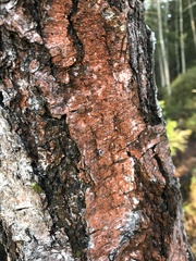 Trentepohlia umbrina