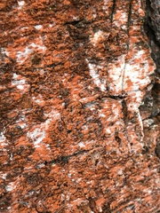 Trentepohlia umbrina