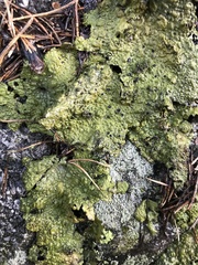 Lasallia pustulata