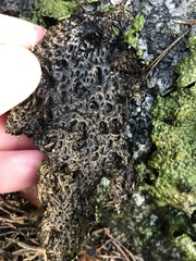 Lasallia pustulata