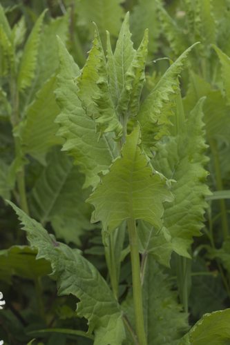 Saussurea ussuriensis iNat (3)