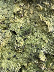 Lasallia pustulata