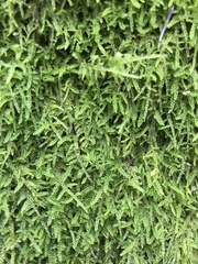Hypnum cupressiforme