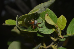 Araneus venatrix