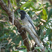 Southeastern White-bellied Cuckooshrike - Photo (c) Paul Whitington, some rights reserved (CC BY-NC), uploaded by Paul Whitington