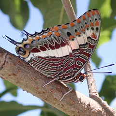Charaxes saturnus