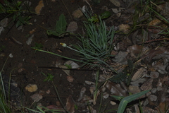 Trimezia juncifolia