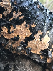 Stereum rugosum