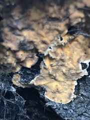 Stereum rugosum
