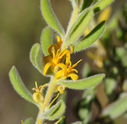 Persoonia rigida R.Br.