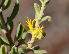 Persoonia rigida