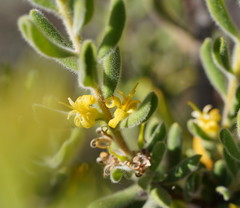 Persoonia rigida