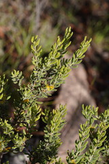 Persoonia rigida