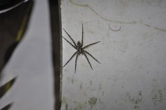 Dolomedes mizhoanus