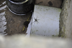 Dolomedes mizhoanus