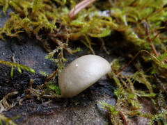 Pleurotus calyptratus